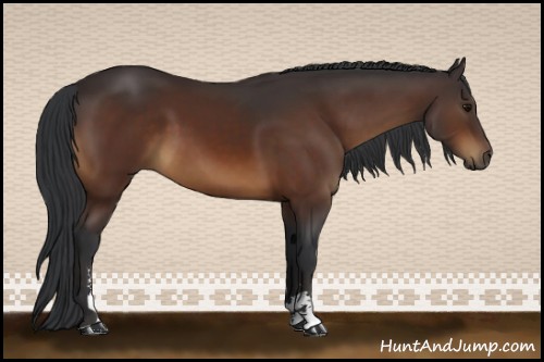 Horse Color:Brown Sabino 