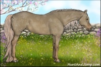 Horse Color:Chocolate Palomino Dun Sabino