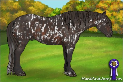 Horse Color:Bay Near Leopard and Liver Chestnut