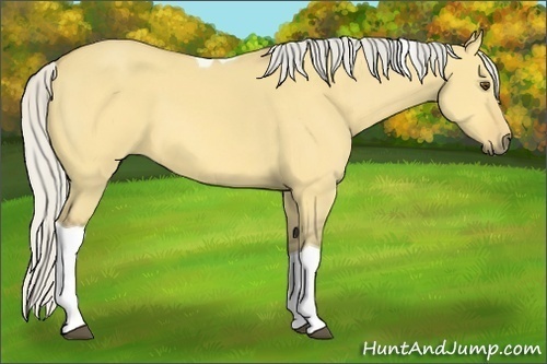 Horse Color:Silver Buckskin Dun Tobiano