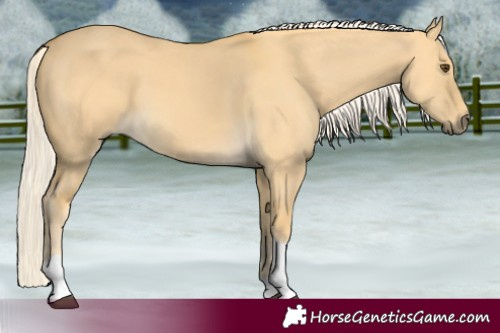 Horse Color:Palomino Dun Tobiano