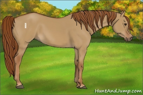 Horse Color:Red Dun