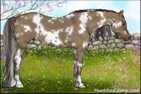 Horse Color:White Spotted Liver Red Dun