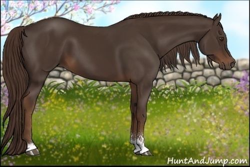 Horse Color:Liver Chestnut Sabino 