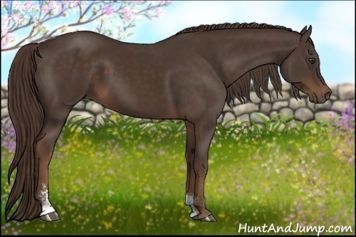 Horse Color:Liver Chestnut Sabino
