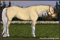 Horse Color:Silver Buckskin Dun Tobiano 