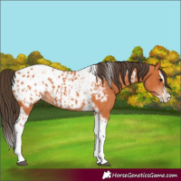 Horse Color:Bay Splash Tobiano Appaloosa  and Bay Splash Tobiano Appaloosa 