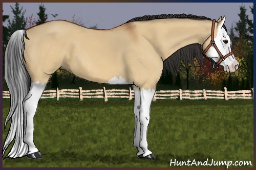 Horse Color:Bay Dun Splash 