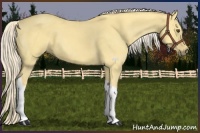 Horse Color:Palomino Dun Tobiano 