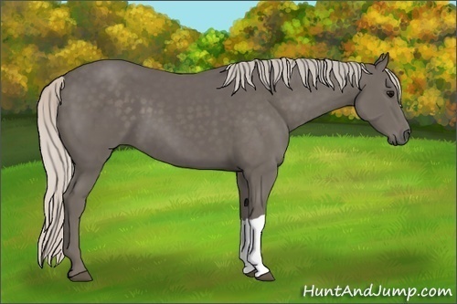 Horse Color:Silver Black 