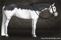 Horse Color:Black Splash 