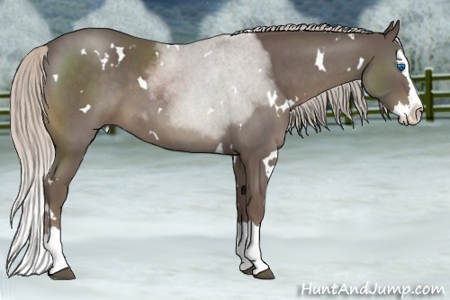 Horse Color:White Spotted Silver Blue Roan Splash 