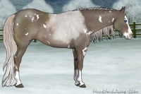Horse Color:White Spotted Silver Blue Roan Splash