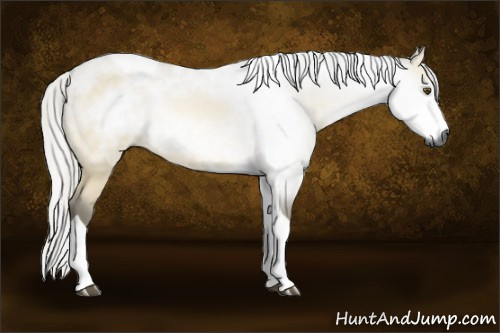 Horse Color:Gray Silver Buckskin Dun Tobiano