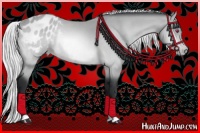 Horse Color:Silver Bay Chinchilla Appaloosa 