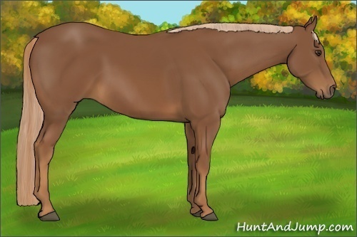 Horse Color:Chestnut 