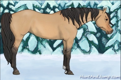 Horse Color:Bay Roan Dun 