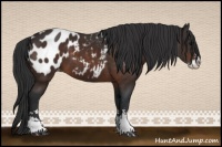 Horse Color:Brown Sabino Appaloosa 