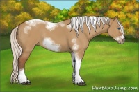 Horse Color:Silver Bay Dun Sabino Tobiano Frame Rabicano
