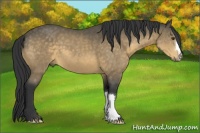 Horse Color:Buckskin 
