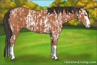 Horse Color:White Spotted Bay Splash  and Bay Splash 