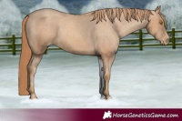 Horse Color:Gold Champagne Appaloosa 