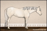 Horse Color:Gold Cream Champagne Pearl 