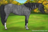 Horse Color:Blue Roan  and Blue Roan 