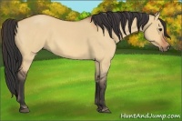 Horse Color:Bay Roan Dun 