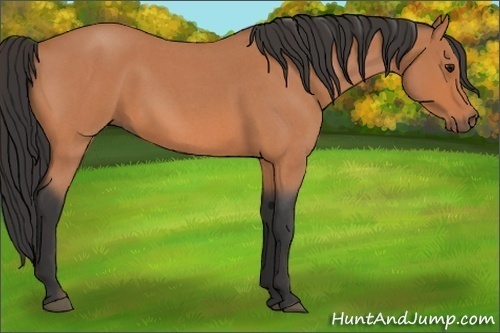 Horse Color:Bay Roan 
