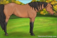 Horse Color:Bay Roan