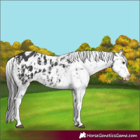 Horse Color:Liver Chestnut Sabino Splash Appaloosa  and Black Sabino Splash Appaloosa 