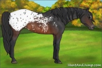 Horse Color:Brown Appaloosa