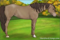 Horse Color:Classic Champagne