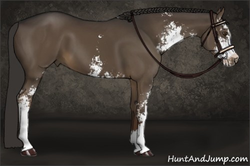 Horse Color:Liver Chestnut Sabino 