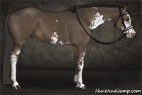 Horse Color:Liver Chestnut Sabino 