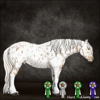 Horse Color:Palomino Tobiano Blanket  and Gold Cream Champagne Dun Tobiano Near Leopard 