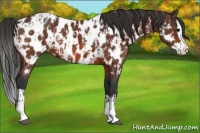 Horse Color:Bay Sabino Splash Appaloosa and Bay Sabino Splash Appaloosa