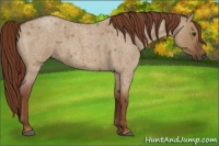 Horse Color:Red Dun Roan 