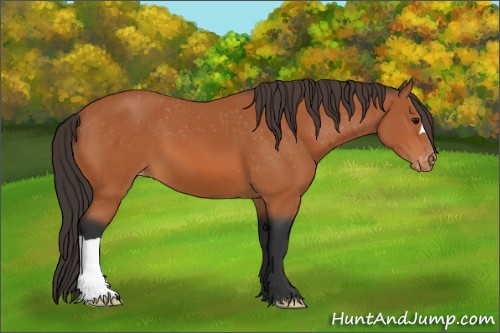 Horse Color:Bay Appaloosa 