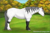 Horse Color:Bay Chinchilla Appaloosa