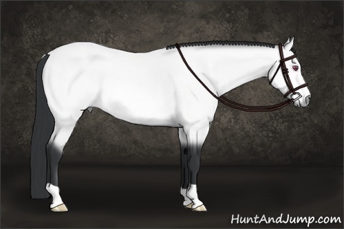 Horse Color:Bay Chinchilla 