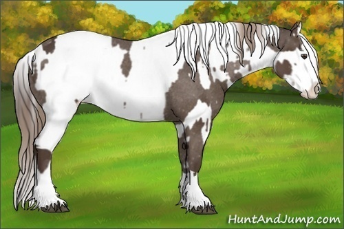 Horse Color:Liver Chestnut Sabino Splash Appaloosa  and Liver Chestnut Sabino Splash Appaloosa 