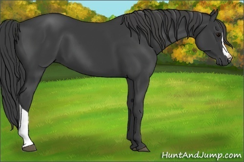 Horse Color:Smoky Black