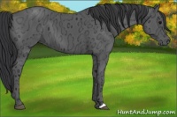 Horse Color:Black Ice 