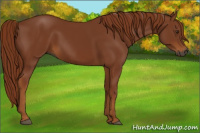Horse Color:Gray Chestnut