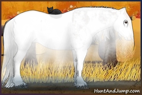 Horse Color:Liver Chestnut Sabino Splash Appaloosa  and Bay Sabino Splash Appaloosa 