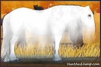 Horse Color:Liver Chestnut Sabino Splash Appaloosa and Bay Sabino Splash Appaloosa