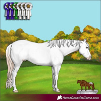 Horse Color:Red Dun Appaloosa 