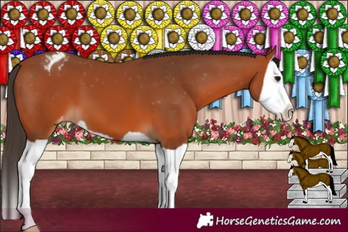 Horse Color:Bay Splash Appaloosa 